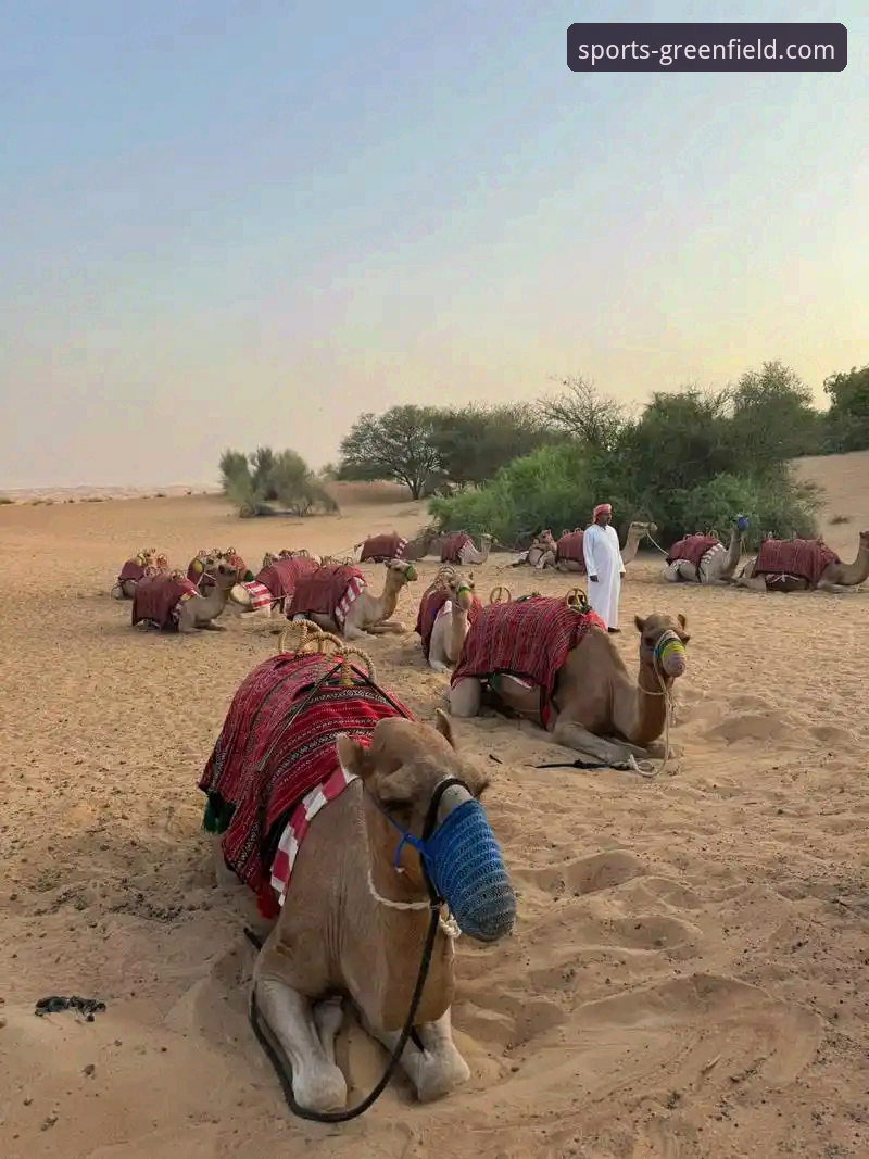 沙漠网球天堂的赛前危机：球员滞留迪拜事件详解
